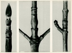 Cornus Nuttalli, 1929 door Karl Blossfeldt